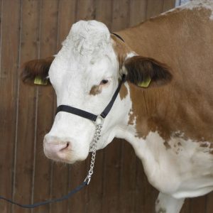 Cavezza da conduzione