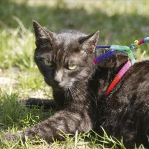 Pettorina gatti Rainbow