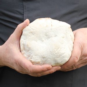 Puccia